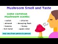 Mushroom Identification and Characteristics