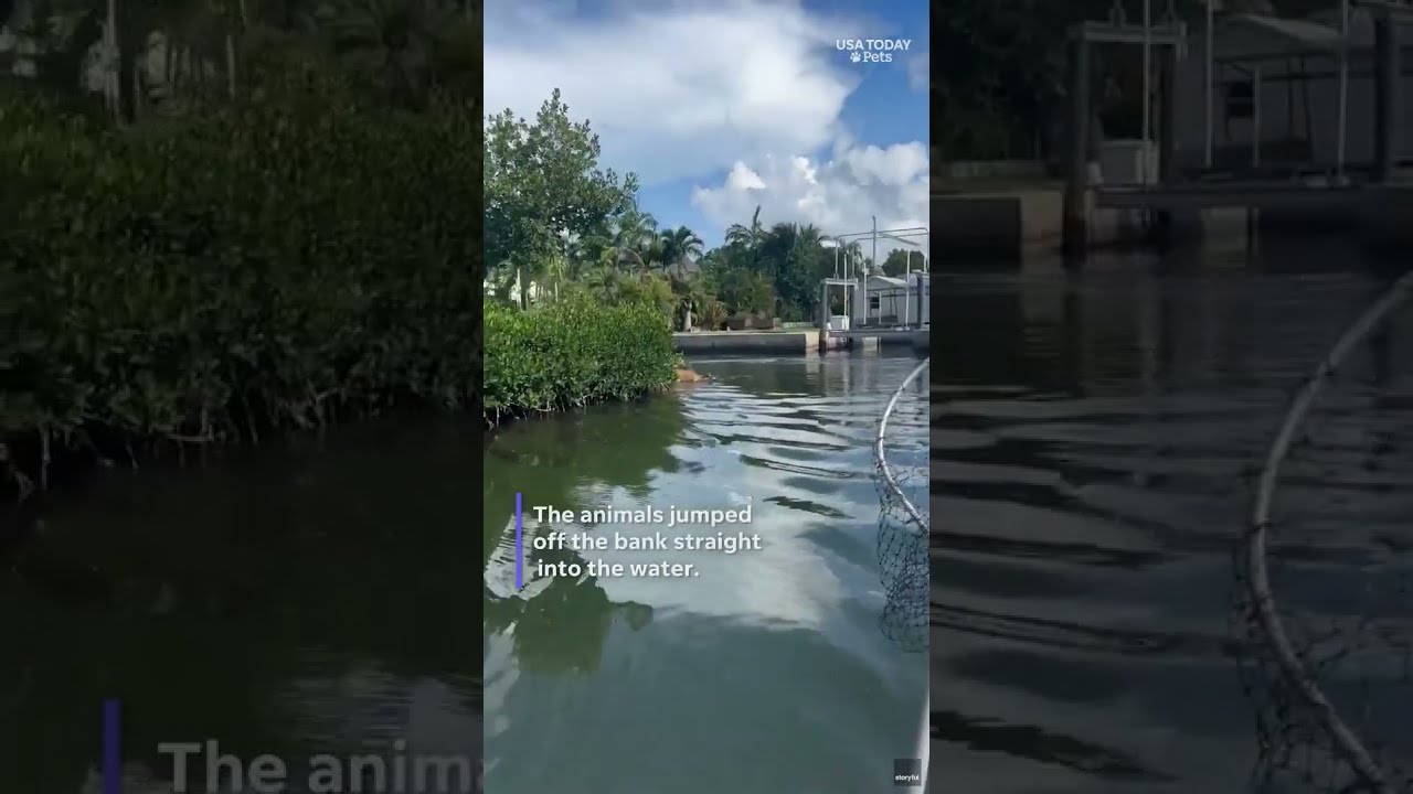 Endangered Key Deer Take A Refreshing Swim In Florida Keys Canal See The Video Shorts