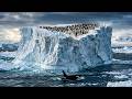 Por Que Os Pinguins Realmente Vivem Na Antártida