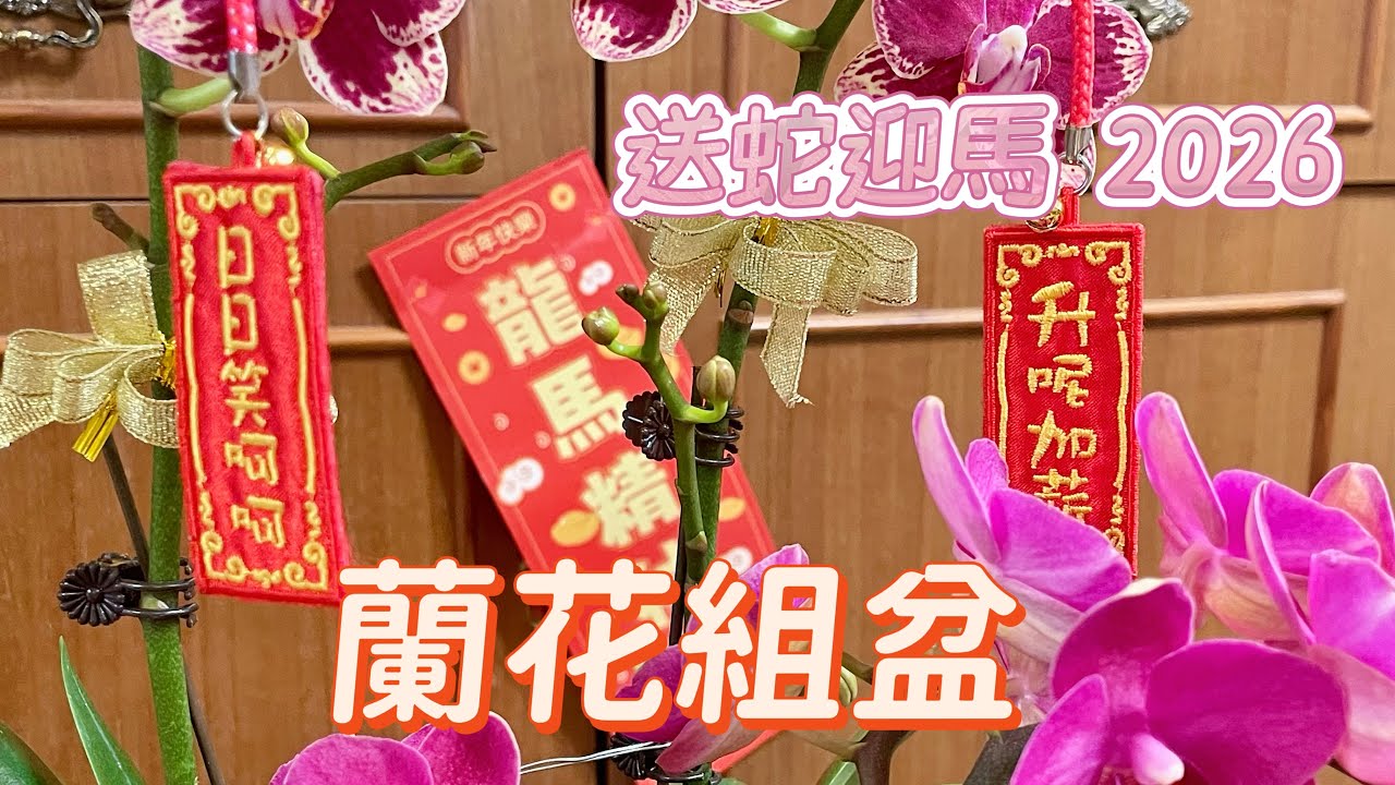 送蛇迎馬2026🧧一年一度DIY蘭花組盆又來了🤗多謝網友每年農曆年都來支持🤝今年繼續分享不間斷🫶🏻