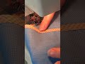 Bias Tape Stitching Technique (from Professional)
