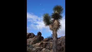 Climate Change  Joshua Trees and Optimism