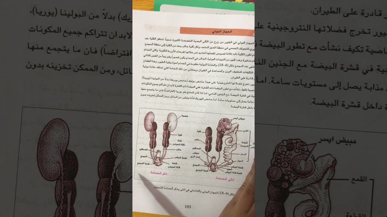 احياء الرابع العلمي /الجهاز البولي والجهاز التناسلي في السمكة العظمية