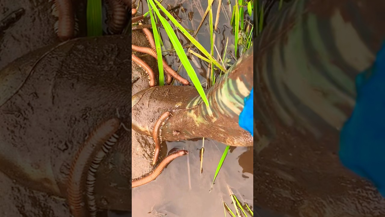 centipede crawling on my stomach 