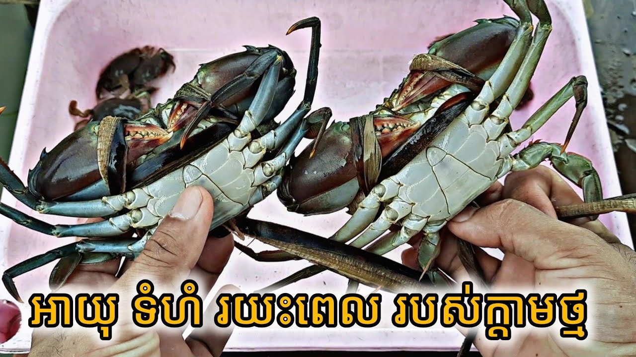 រយះពេលលូតលាស់របស់ក្តាមថ្ម | Growth period of Mudcrab