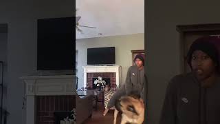 Excited English mastiff #dog #mastiff #funny #englishmastiff #puppy #ytshorts #canecorso #short