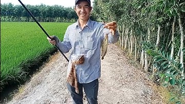 Câu cá rô, trê vàng thiên nhiên:con kênh lục bình cả bầy cá rô đồng khủng ẩn nấp.