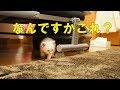 警戒心がつよい子猫　～豆大福4話目～