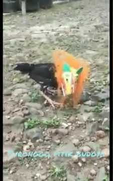Status whatsapp lucu - barongan ayam #12
