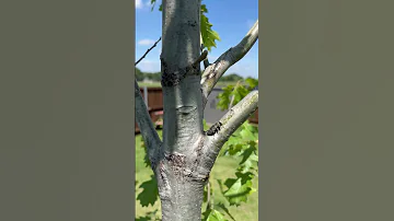 Emerald Ash Borer on a Red Oak Tree