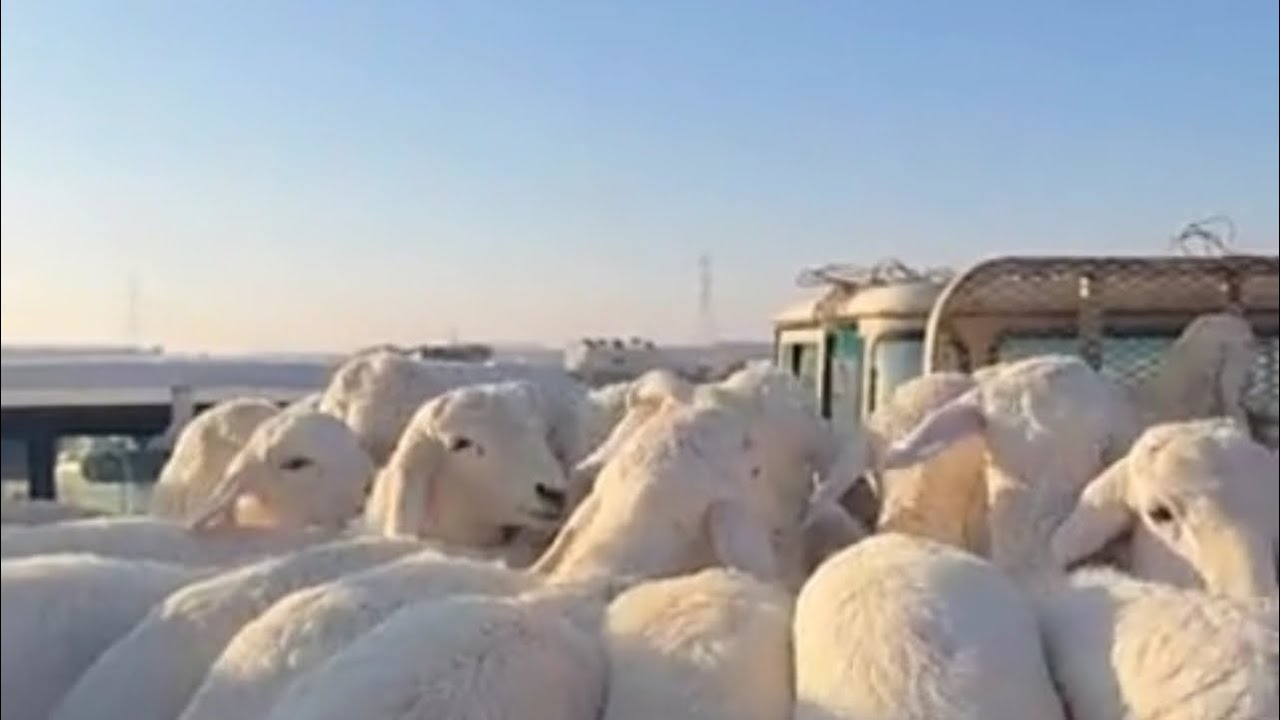 اسعار البهم والذبايح بسوق الخميس الصباح بنقطه البيع بالقرشيات شمال الطايف ١٤٤٧/٨/٢٤هـ