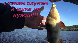 С такими окунями и щука не нужна.