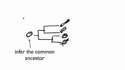Introduction to phylogenetics in microbiology
