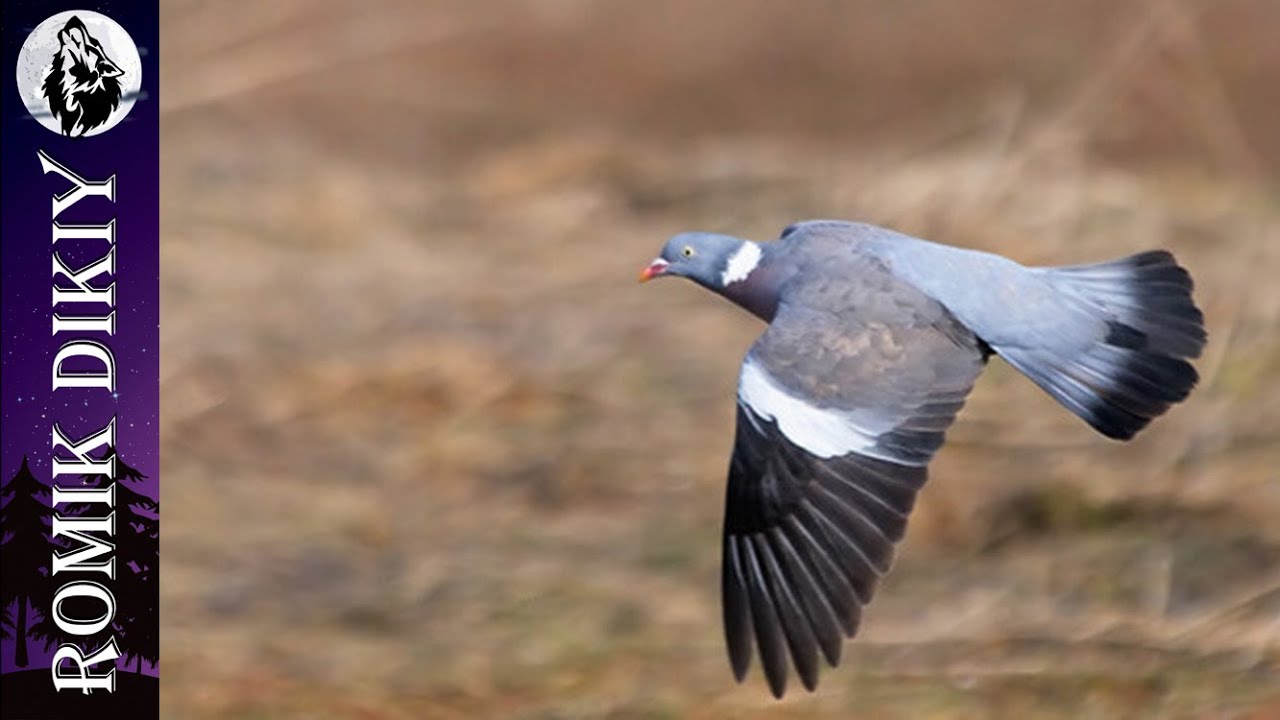 Летняя охота на вяхиря. Начало сезона.