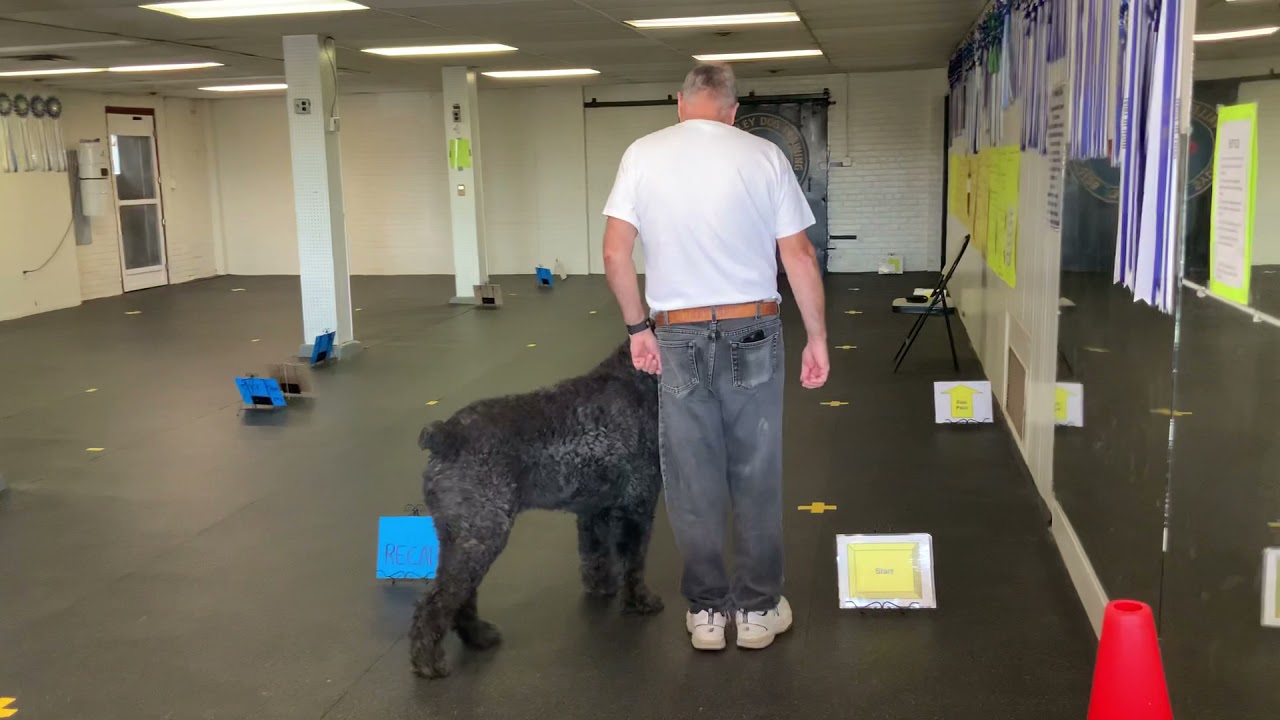 AKC VIRTUAL NOVICE OBEDIENCE COURSE 1/Chester YouTube