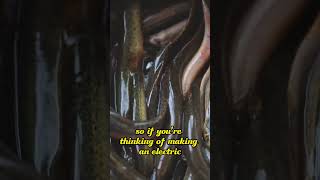 Ever wondered why you should never touch an electric eel?