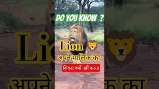 lion attack 🦁 ।। wildlife ।। #shorts #lion #lions #wildlife #facts #youtubeshorts #new