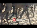 Tharparkar camels walking in desert   diversity of thar