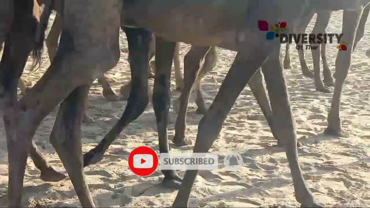 Tharparkar Camels Walking In Desert  || Diversity Of Thar