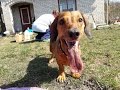 Вредные таксы на даче | Bad dachshunds