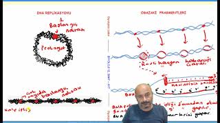 Dnanın Eşlenmesi Replikasyon - Ogazaki Fragmentleri