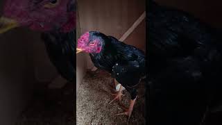 Https:youtube.com/?Si=Hf5Vokdtskgk9R - T