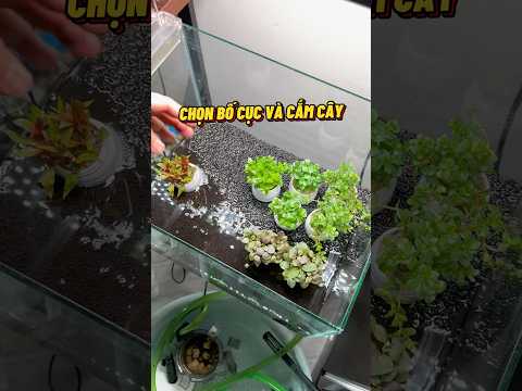 Mua cây cắt