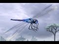 BiOLOGY (5th Video) Planet of Life (The Insect World)