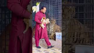 Lioness Want To Attack On Cockatoo Parrot Mian Saqib