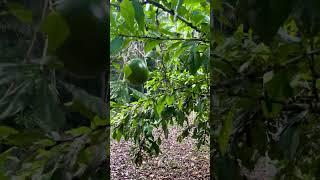 IMG 0998 3