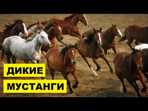 Видео: Кигър Мустанг кон: история, характер, цена