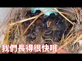 蒙面鳥哥|人工鳥巢引來野鳥安家，小鳥已經順利出殼，長得太快了！#bird #小鳥 #宠物