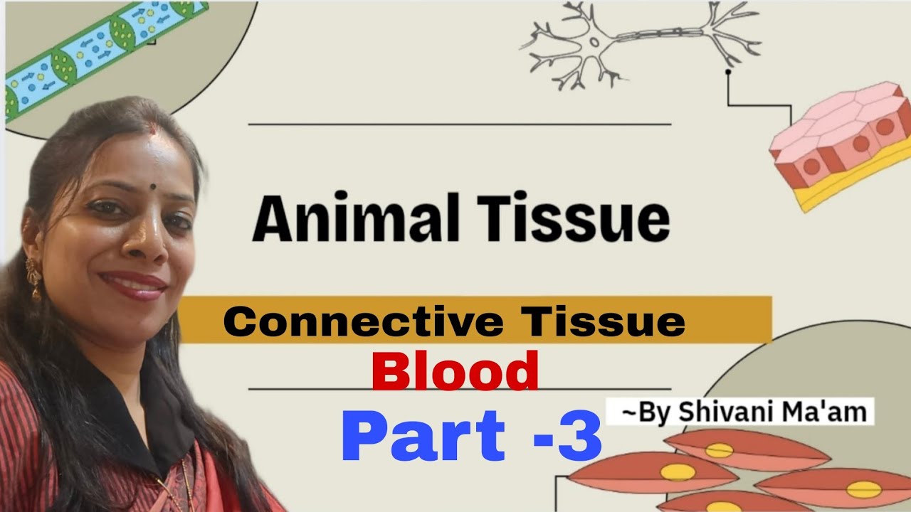 Blood |Fluid Connective Tissues |Animal Tissue|Easy to learn biology  #bioxplained #blood #biology 