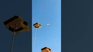 Chattri Ala Kabutar Sidda Aya Phli Udayi