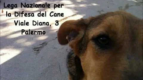 Come adottare un cane a Palermo?