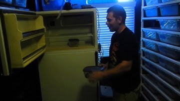 Pulling a clutch of eggs from a pastel ball python