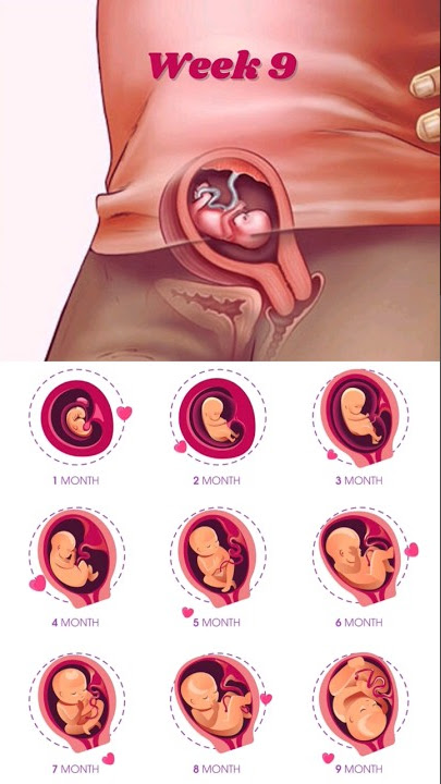 Week 5 to 12 of Pregnancy 🥰💯 #fetaldevelopment #weekbyweek #fetus #embryo