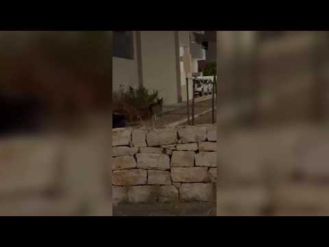 Ecco il lupo ancora a spasso alle porte di Bari: i video dei cittadini. "È vicino alle case"