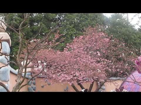 東京ディズニーランド　ミニーの家の桜2026