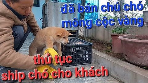 đã bán chú chó mông cộc vàng thủ tục ship chó cho khách