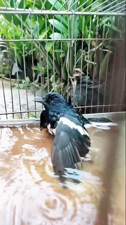 KESERUAN BURUNG KACER MANDI KERAMBA #shorts