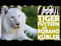 Melodys Kinderparadies: TIGER &amp; Positives Appetenzverhalten | zoos.media