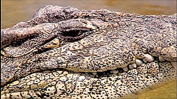 Crocodiles are a lot smarter than you may think