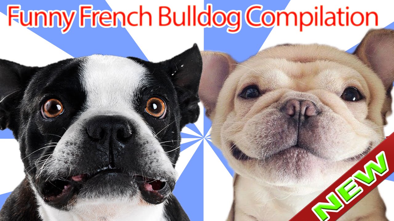 Funny French Bulldog Compilation 2017 || Funniest Video Of ...