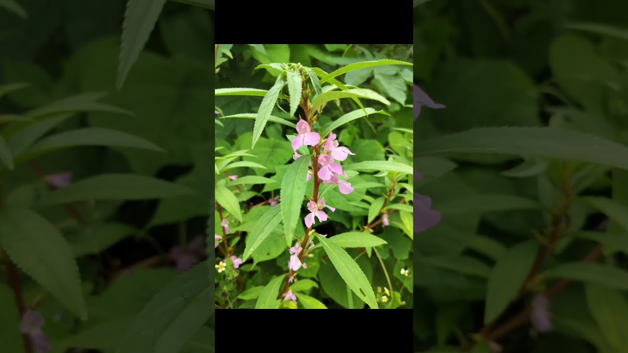 The earth laughs in flowers. Ralph Waldo Emerson. Nature is the art of God....