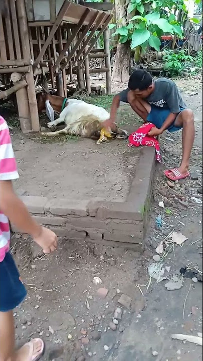 rejeki pertama setelah 5blan mulai belajar ternak kambing