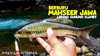 CASTING IKAN MAHSEER JAWA DI LERENG GUNUNG SLAMET PURBALINGGA