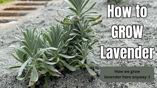 How to grow lavender   SD 480p