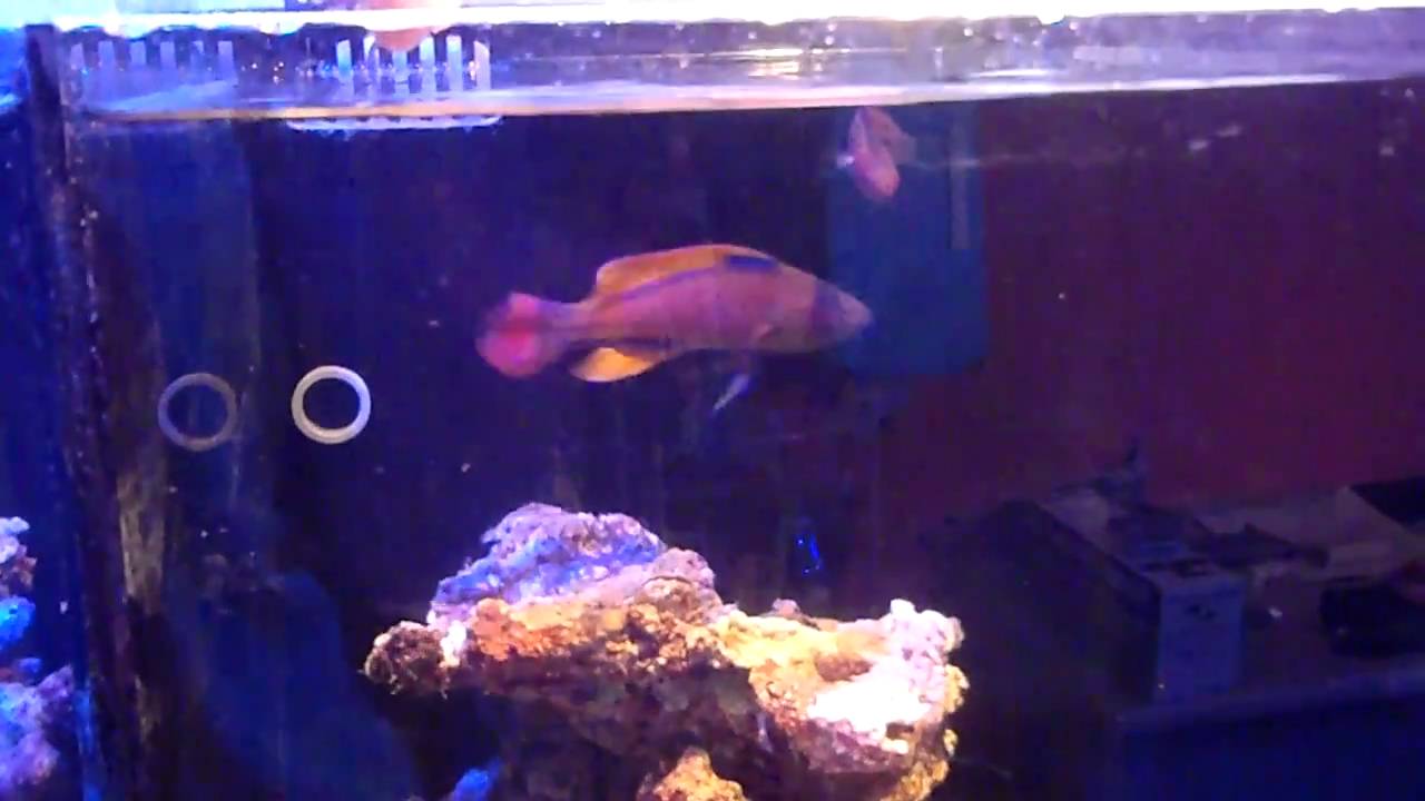 3連水槽新設 (ゼゼビット)