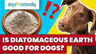 Is Diatomaceous Earth Good For Dogs?